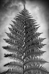 Skywards Fern Lost Gardens of Heligan-RLP32652