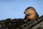 Close view of Marine Otter, Chanaral Island, Chile