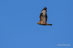 Buzzard (Buteo buteo) hunting over Rathlin