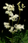 Meadowsweet