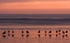 P215 birds at sunset