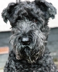Barney PD 10x8