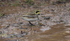 Shorelark.