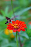 hummingbird Hawk Moth Macroglossum stellatarum-1236