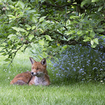 Under the apple tree