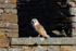 Barn Owl sat in a window  ref 9670
