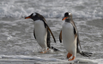 Deception Island