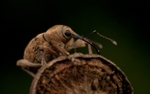 Nut Weevil Curculio nucum