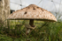 ACP_3482-1_Parasol_Mushroom