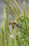 American Goldfinch female eating seeds