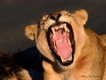 Yawn!