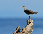 Willet standing on tree stump, Gulfo Dulce, Costa Rica