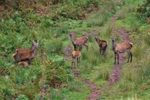 Exmoor Deer