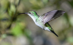 White Bellied Hummingbird
