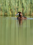Scaup (female) front view, Iceland