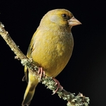 Greenfinch