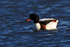 Shelduck swimming on Brownsea Lagoon