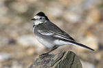 Pied (White) Wagtail perched on a log on Brownsea Island