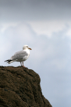 Herring Gull _AGT070