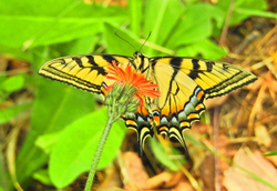 Butterfly Gallery portfolio