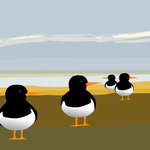 Oystercatchers