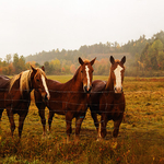 The Three Amigos - New Brunswick Canada Landscape Autumn Foliage