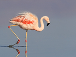 Chilean Flamingo ruffled feathers wading, Laguna Chaxas, Chile