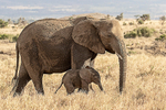 Elephant & young calf