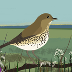 Song thrush