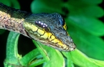 Snake Caterpillar - Amazon, S.A.