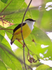 White-collared Manakin perched deep in a bush in the forest