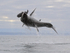 Great White Shark breach (frame 8), Mossel Bay, South Africa