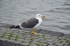 Lesser Black-backed Gull