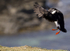 PUFFIN, ISLE OF MULL