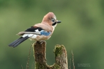 Jays portfolio
