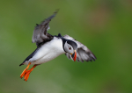 Puffin