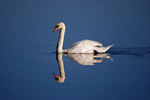 Mute Swan