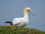Gannet