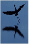 Grey Heron on Blue 2