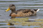 Mallard