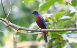 Chesnut-bellied RockThrush