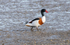 Common Shelduck