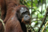 Orangutan close-up.