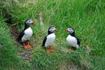 Puffins