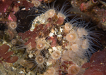 Epizoanthus couchii