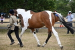 WJ6_8155