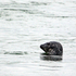 Grey Seal