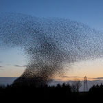 Starlings