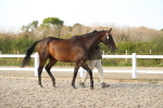 Class 28 - IH Veteran Horse portfolio