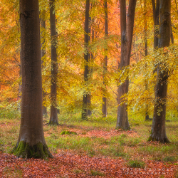 Autumn Beech